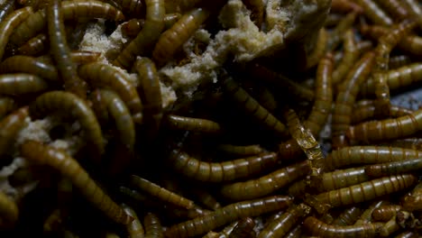 the mealworm is a species of darkling beetle used to feed pets like fish, snakes, birds, and frogs