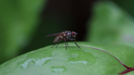 A-fly-preening-on-a-leaf.-Summer.-UK