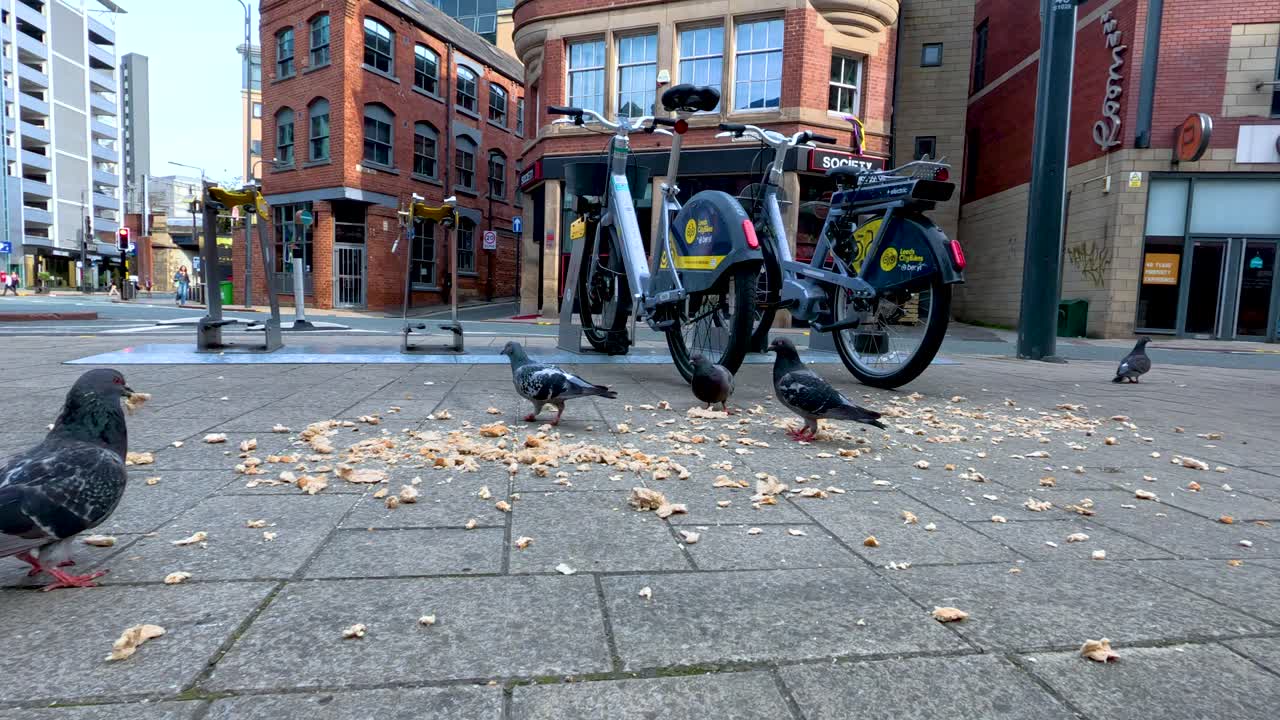 A pigeon pecks at scattered food on a city pavement beside parked bicycles in Leeds, with low-angle daylight and slight camera movement