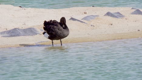 Schwarzer-Schwan,-Der-Sich-Am-Rande-Eines-Wüstensees-In-Al-Quadra,-Dubai,-Vereinigte-Arabische-Emirate,-Reinigt