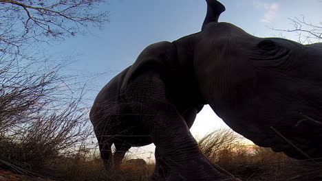 unique footage of a southern white rhinoceros moving passed a hidden cam at dusk, animal appearing as a silhouette