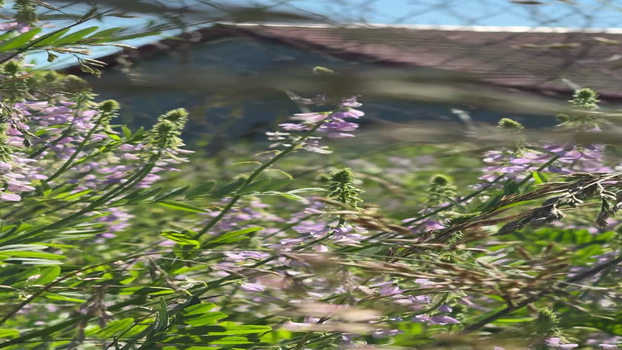 Lila blommor svajar i mild vind med suddig bakgrund.