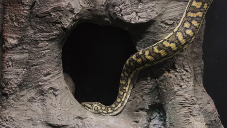 slow motion shot of a large python slithering its way into a large hole within a tree