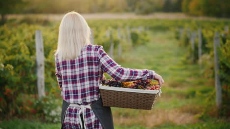 mujer agricultora con una cesta de uvas va a lo largo de la toma de steadicam de la vid