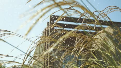 Close-up-shot-of-irrigated-plants