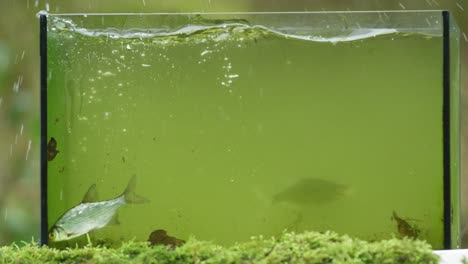 Eisvogel-Taucht-In-Ein-Becken,-Um-Einen-Fisch-Zu-Fangen