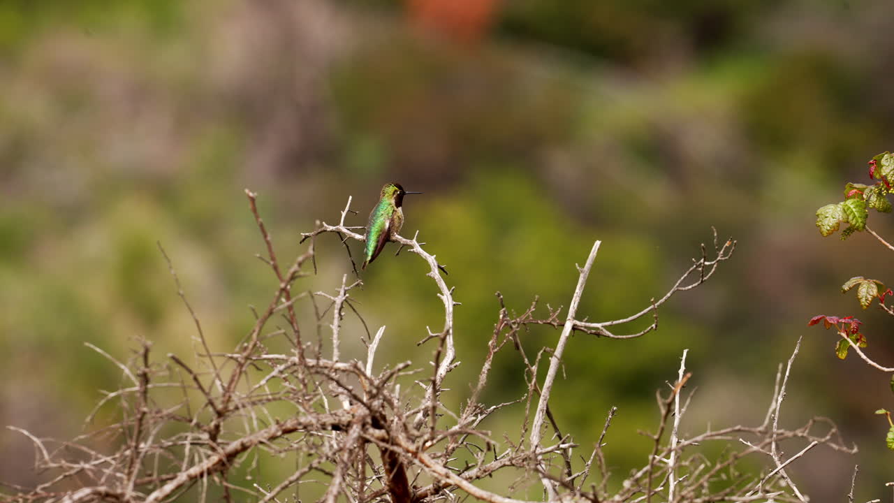 Anna's Humming Bird pooping off a stick in slow motion