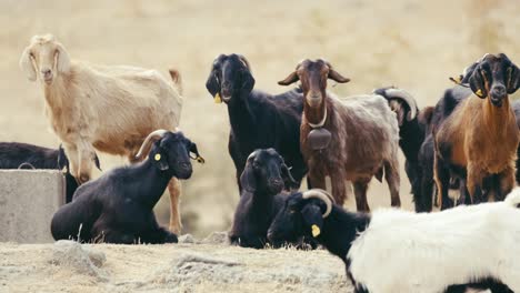 standing goat eating grass other goats relaxing soft blurred in background