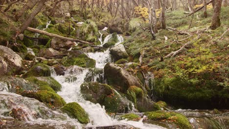 River-flows-in-small-waterfalls-surrounded-by-a-coniferous-forest,-Patagonia,-Argentina