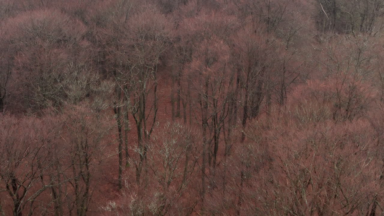 Hues of Harmony: The Pine and Beech Trees of Sauerland