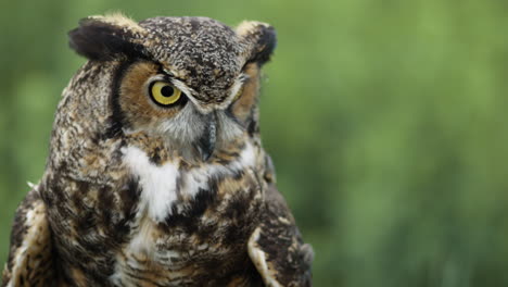 great horned owl looking around for food