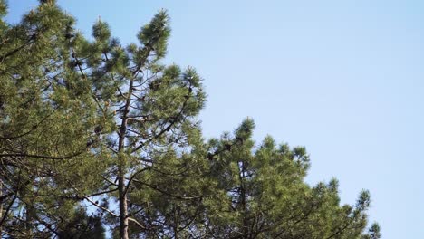 4k pine tree forest landscape, pine trees canopy shaking in the wind with a blue sky in the background