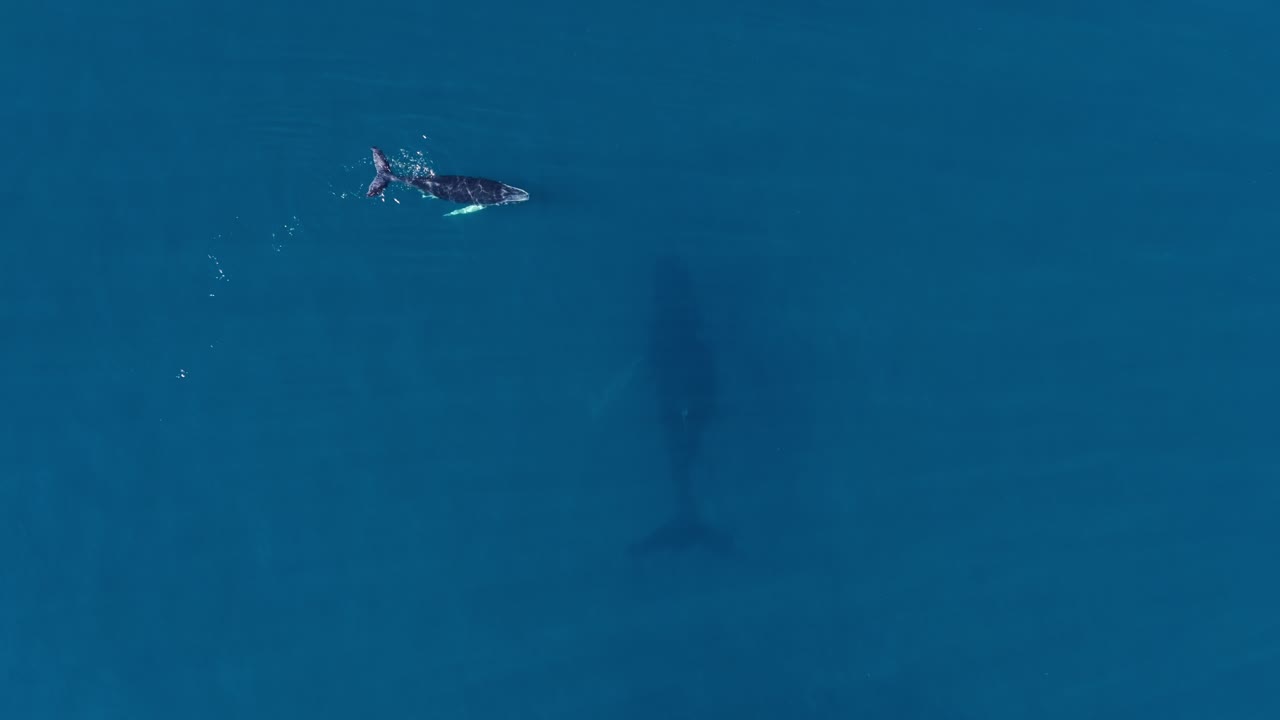 Humpback whale calf swims at surface of azure Caribbean above its mother
