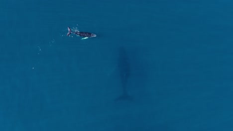 Una-Cría-De-Ballena-Jorobada-Nada-En-La-Superficie-Del-Caribe-Azul-Sobre-Su-Madre