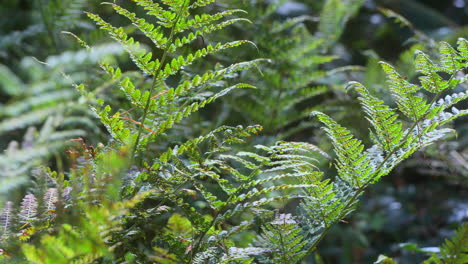 Helechos-Forestales-Moviéndose-Suavemente-Con-La-Brisa-Y-La-Luz-Del-Sol-Con-Una-Lenta-Panorámica-En-El-Día-De-Verano