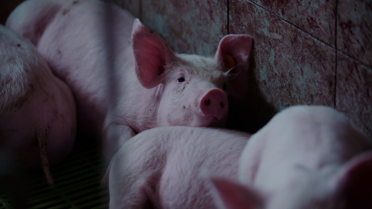 창고에 힌 돼지