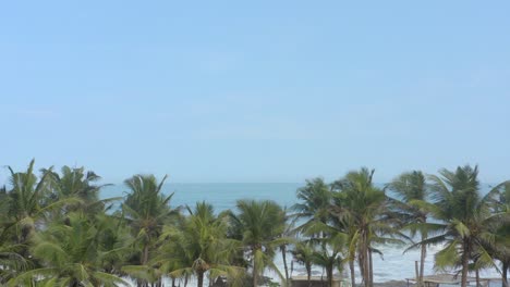 palm trees at the beach