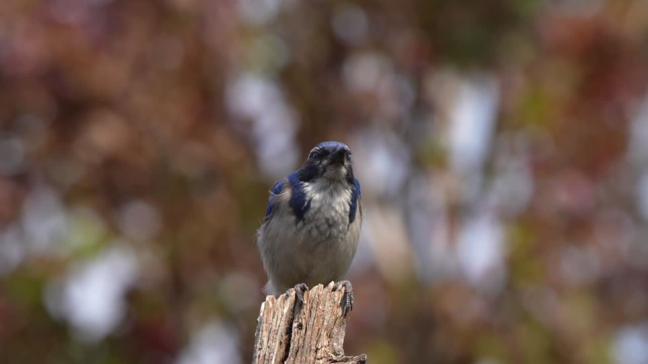 California scrub jay bobbing on a tree stump