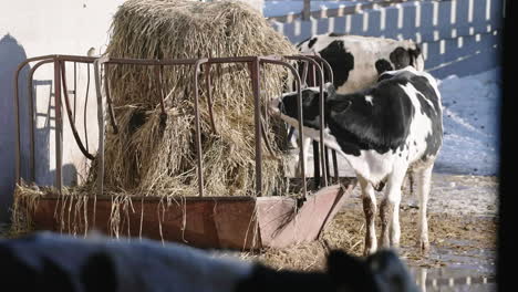 dairy cows eating hay in the stall at countryside farm