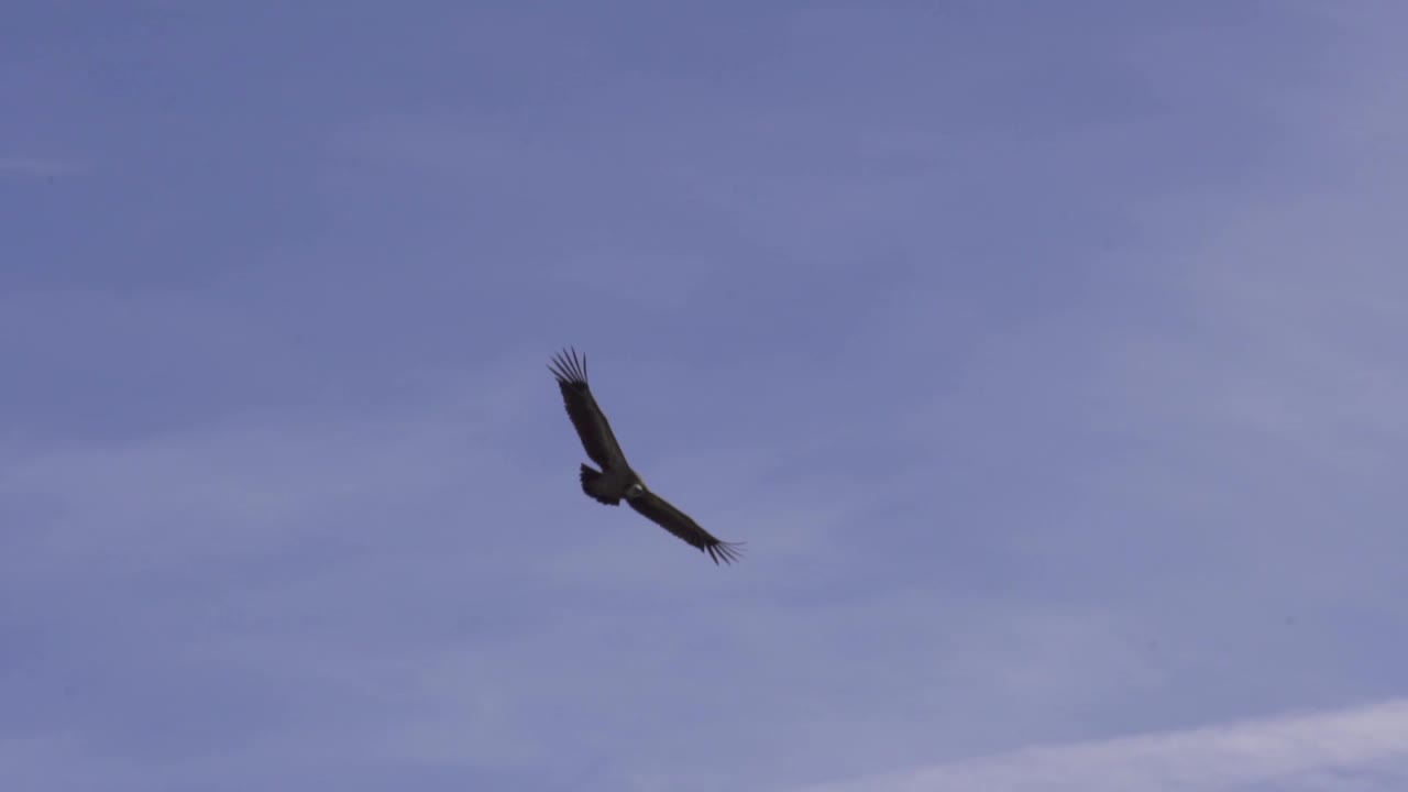 un hermoso buitre leonado volando en el cielo - inclínate hacia arriba