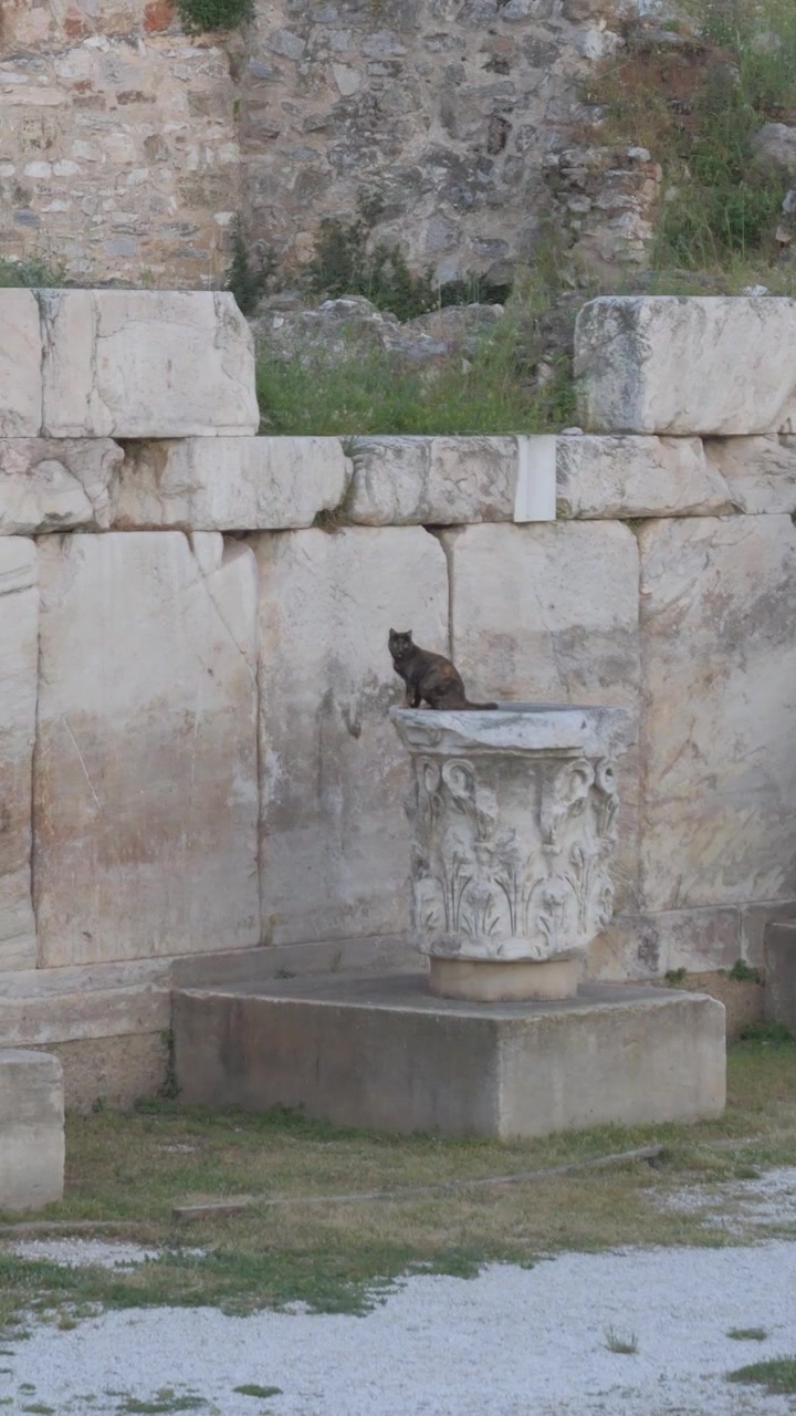 Vista vertical de um gato selvagem sentado calmamente numa coluna antiga dentro das ruínas arqueológicas da Biblioteca de Adriano em Atenas, Grécia