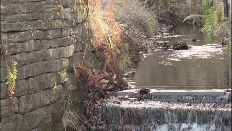 Small-countryside-stream