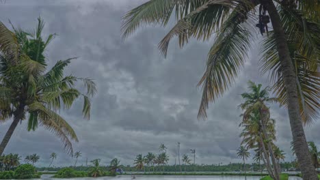 the sky is starting to rain, shot from the bottom of the coconut grove