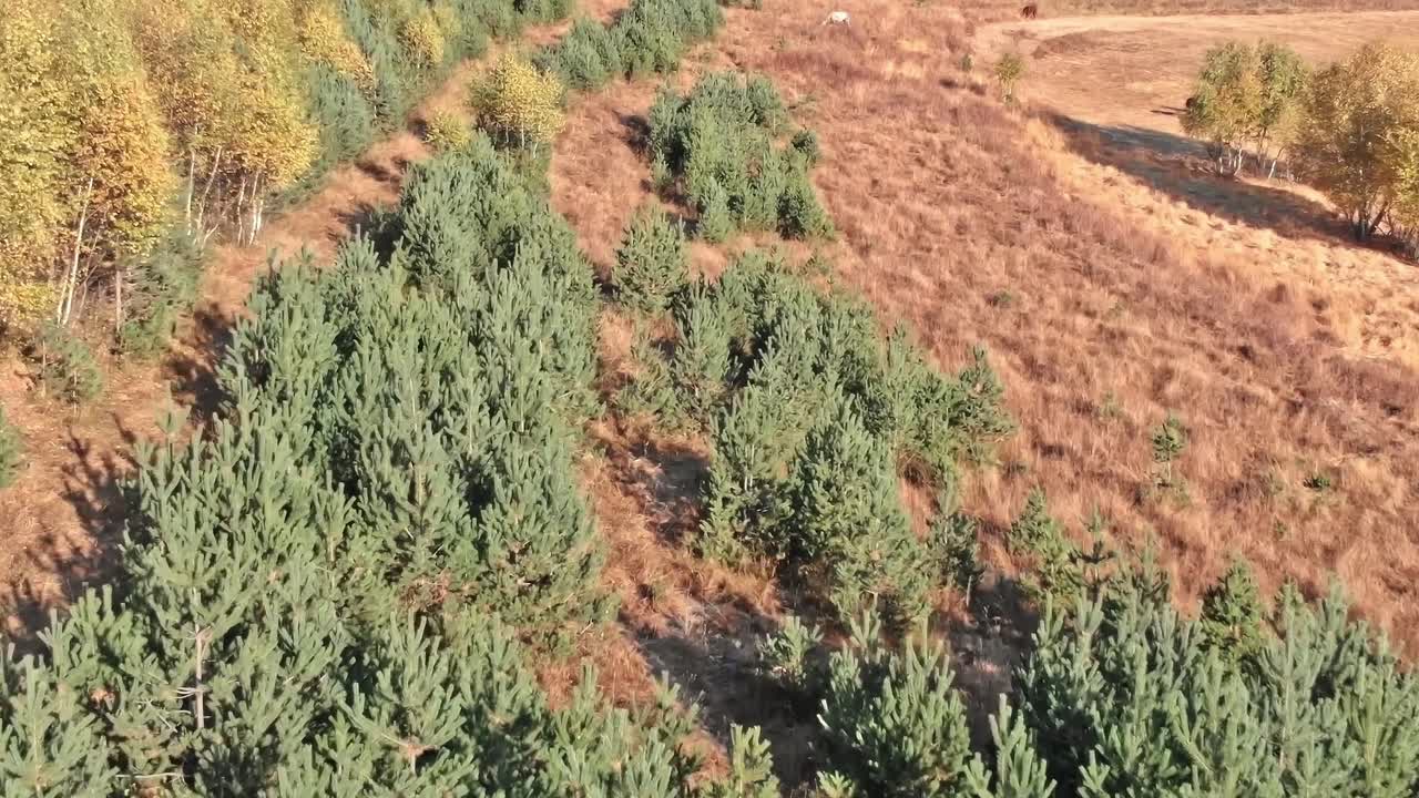 Fattorie in Georgia mostrano filari di alberi verdi nella regione del Caucaso.