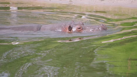 hippopotamus in water, wild hippos flock in the zoo, dangerous animals close-up