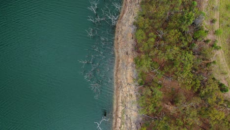 vertical dron rising high e over dead trees at lakes edge, sunny day,