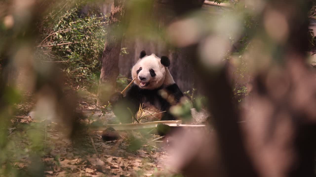 panda gigante disfrutando del bambú en su hábitat natural, visto a través de los árboles del bosque en chengdu, china