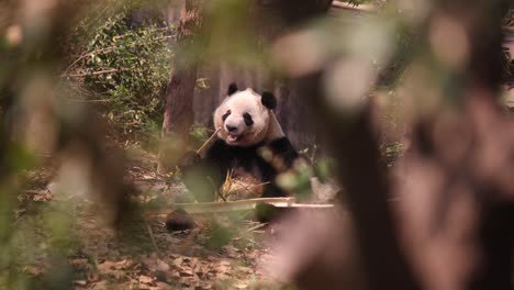 giant panda enjoying bamboo in its natural habitat, seen through forest trees in chengdu, china