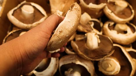 hand selecting mushrooms from a market display