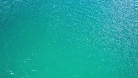 swarms of fishes by cabarita beach, tweed shire, bogangar, northern rivers, new south wales, australia aerial shot