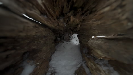 climbing out of a dead log to reveal a sparse winter forest