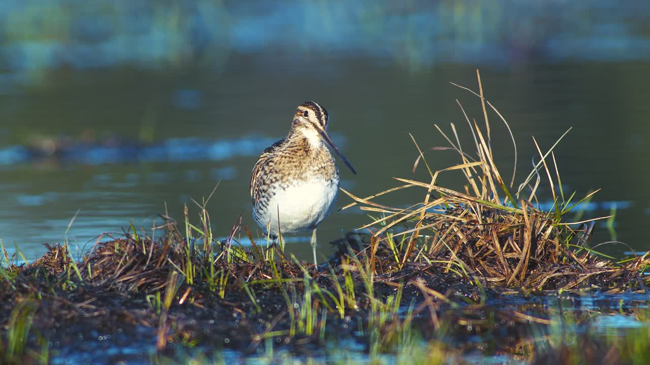 습지 침수 초원에서 먹이를 먹는 일반적인 저격수 아침 햇빛에 가까이