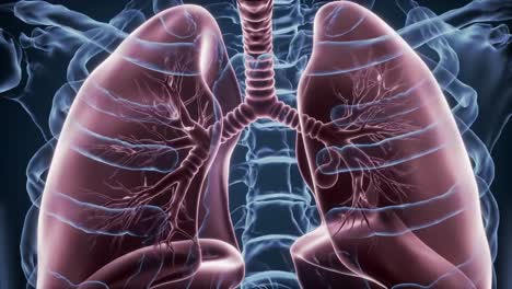 detailed visualization of human lungs representing the complex anatomy and functionality of the respiratory system with highlighted bronchi and alveoli structures
