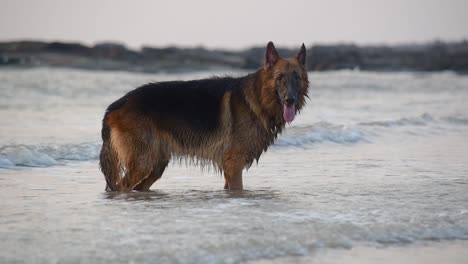 Un-Joven-Enorme-Perro-Pastor-Alemán-De-Pie-En-Pequeñas-Olas-En-La-Playa-Y-Mirando-A-La-Cámara-|-Joven-Perro-Pastor-Alemán-Completamente-Mojado-En-Estado-De-ánimo-Juguetón-De-Pie-En-La-Playa