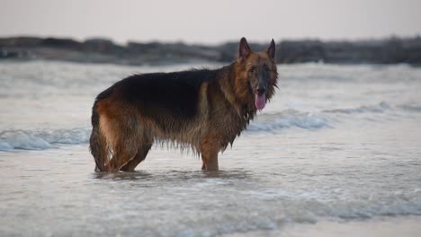 un joven perro pastor alemán enorme de pie en pequeñas olas en la playa y mirando a la cámara | joven perro pastor alemán completamente mojado de humor juguetón parado en la playa
