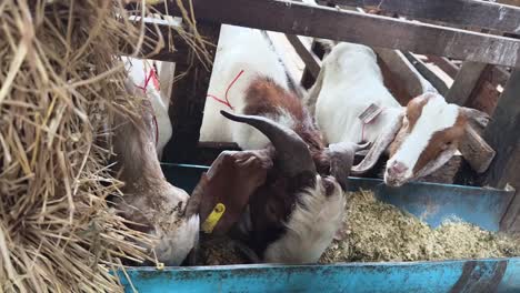 goats eating in a farm pen