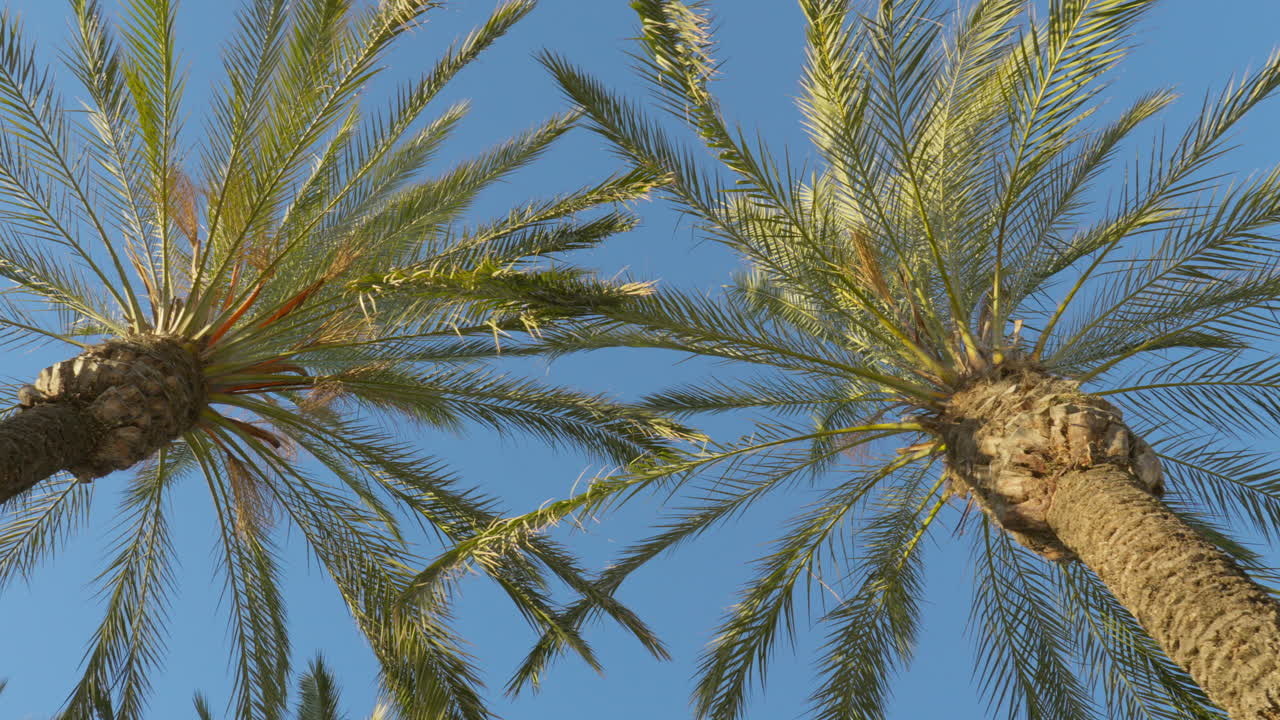 Panoramic aerial view of majestic palm trees swaying against vibrant azure sky