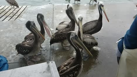 Group-of-Pelicans-Waiting-For-Fish-Scraps-At-A-Wharf-In-Peru