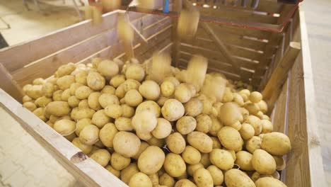 las patatas en el transportador se vierten en las cajas.