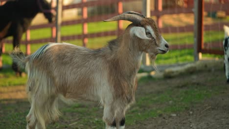 young goat in a farm pasture