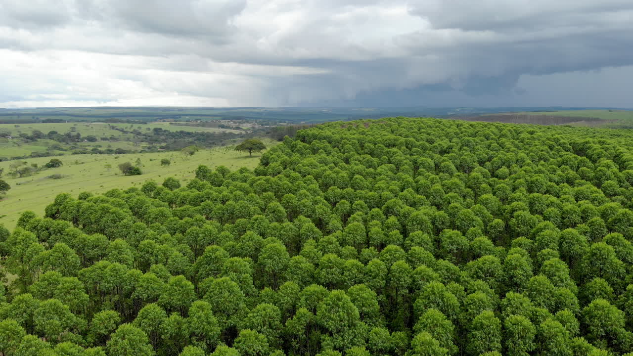 plantación de eucaliptos en brasil