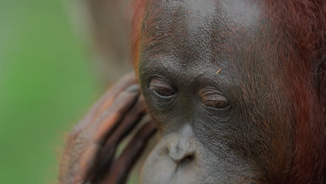 close-up of an orangutan