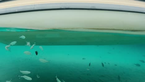 School-of-fish-swim-under-the-keel-of-boat