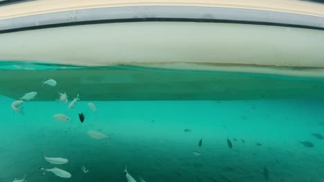 banco de peces nadando bajo la quilla del barco