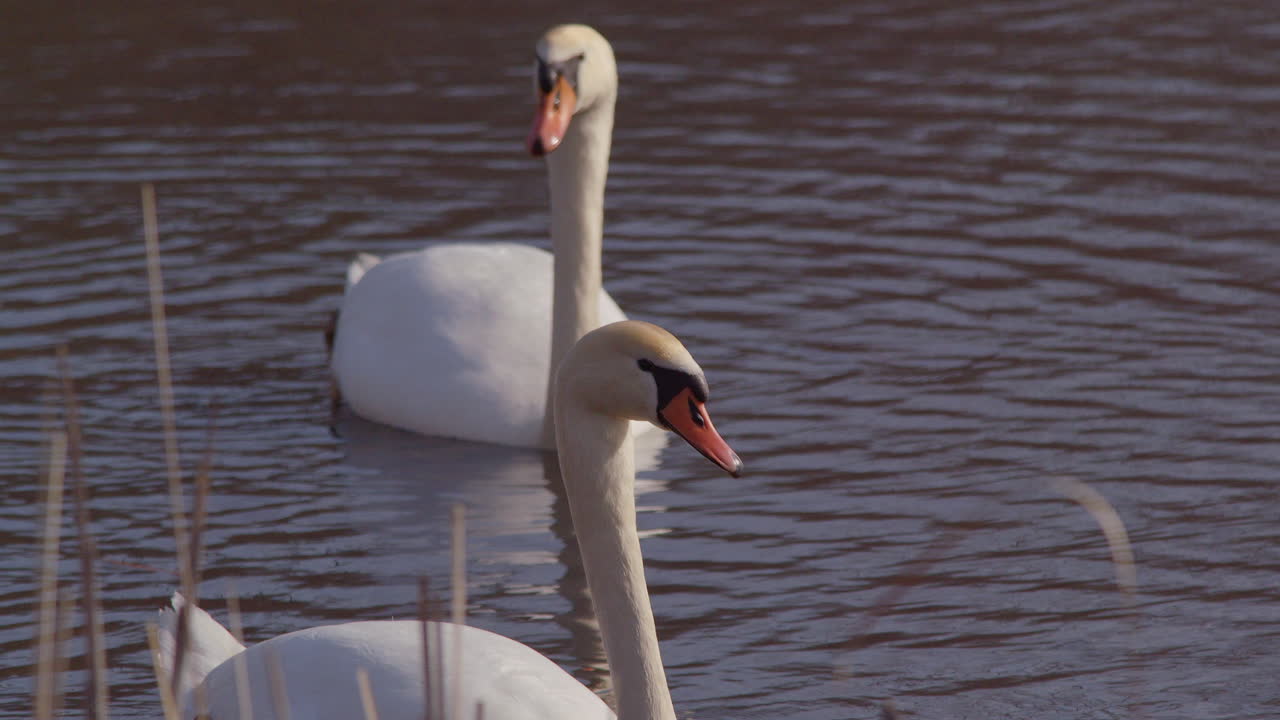 Dawn light falls on swans feeding, seen in slow motion.