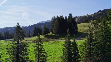 Dynamic-drone-pull-out-view-of-tourists-hiking-up-steep-gravel-road-among-cows-and-green-pastures